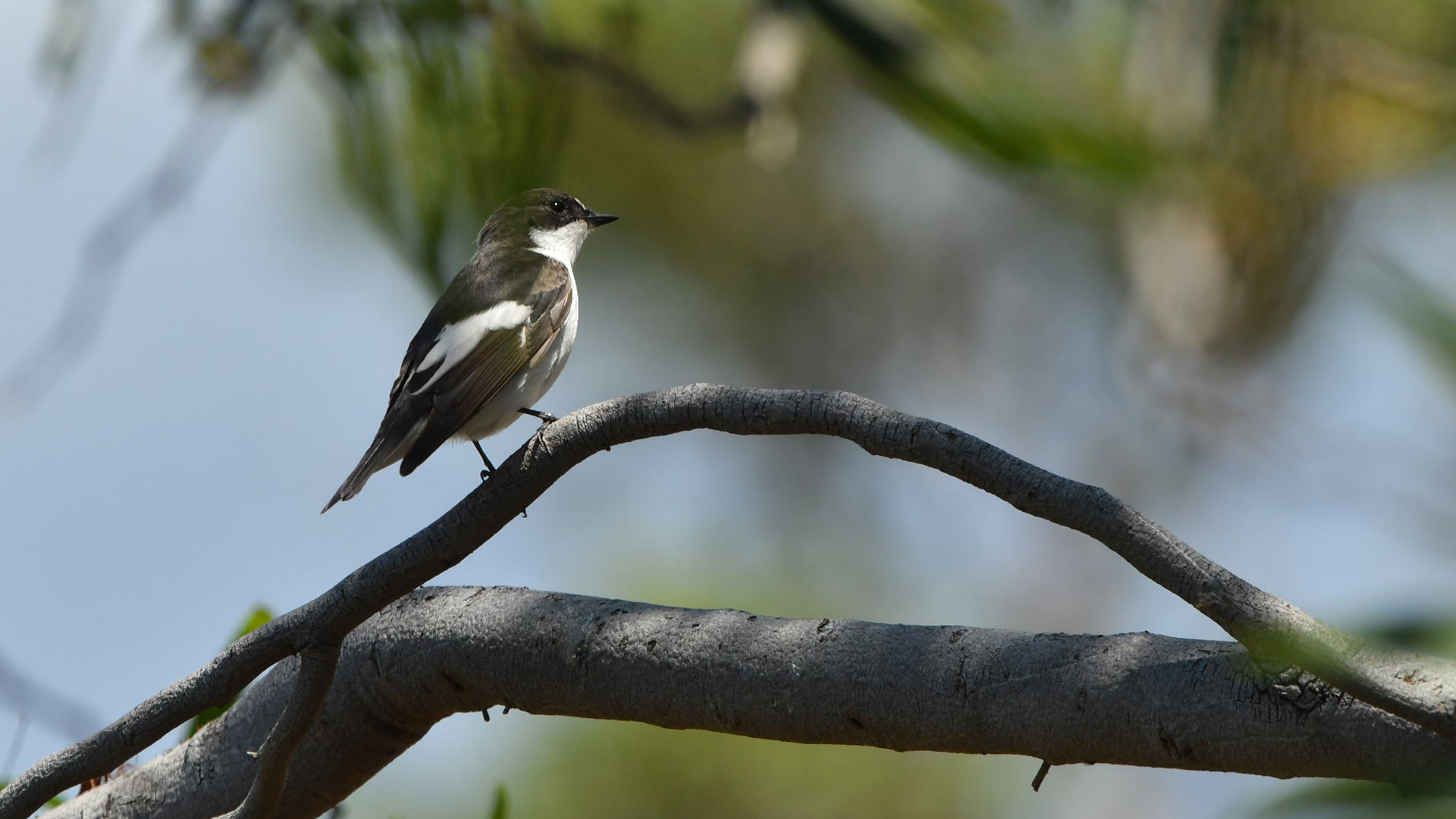 European Pied Flycatcher